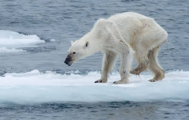 Perifa Sustentável, Urso Polar, Justiça Climática, Aquecimento Global